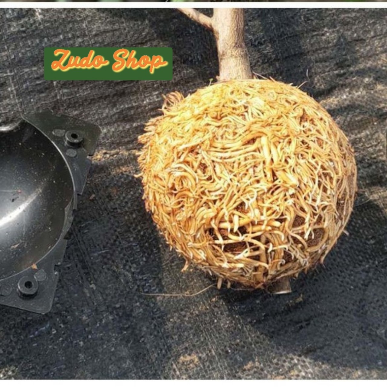 Bầu Chiết Cành AgroViet