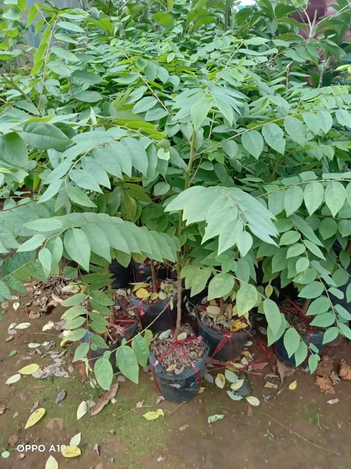 Cây giống chùm ruột chua siêu sớm