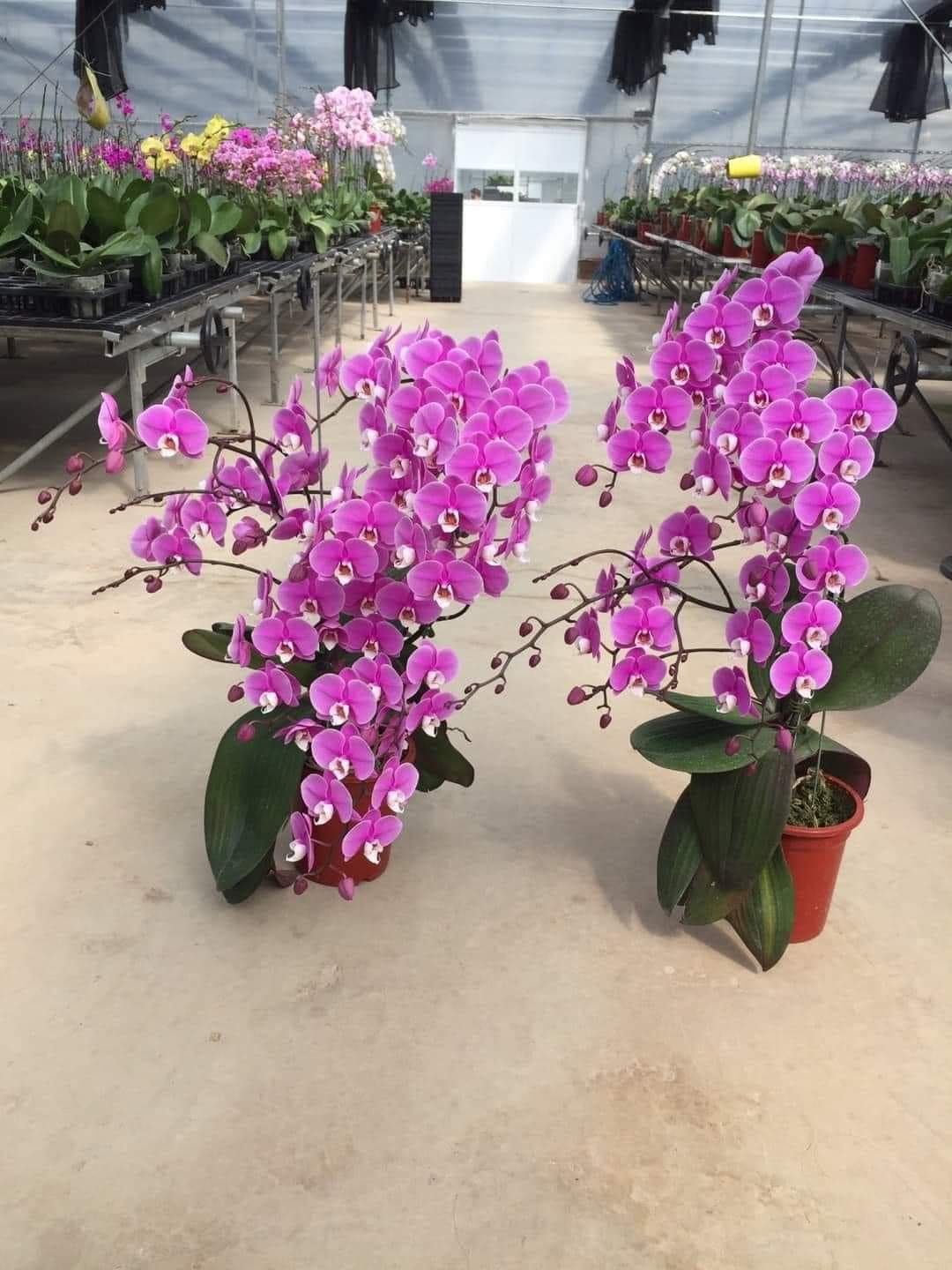 HOA LAN HỒ ĐIỆP BĂNG BĂNG