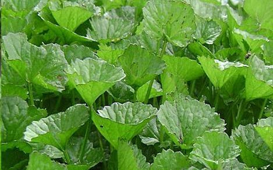 [HCM]Hạt Giống Rau Má Lá To I gói 1gram