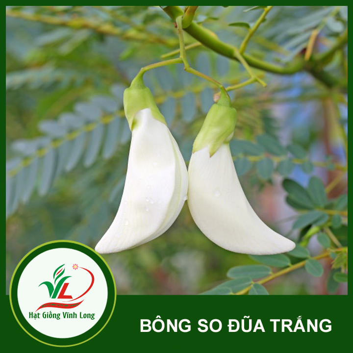 Hạt giống Bông so đũa trắng (hạt tự thu) - 20 hạt