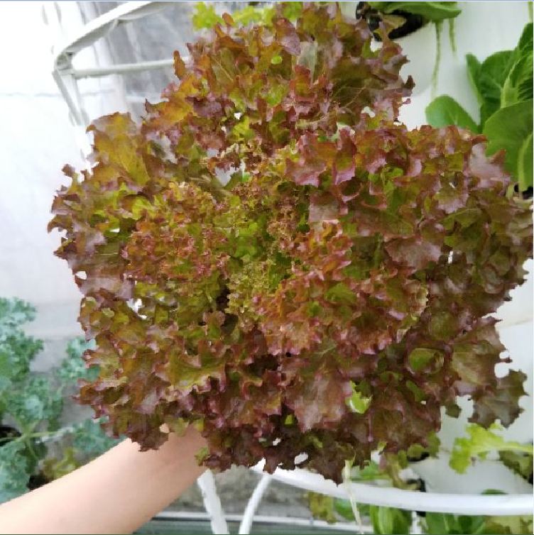 Hạt Giống Xà lách xoăn tím ( 05gr/gói )