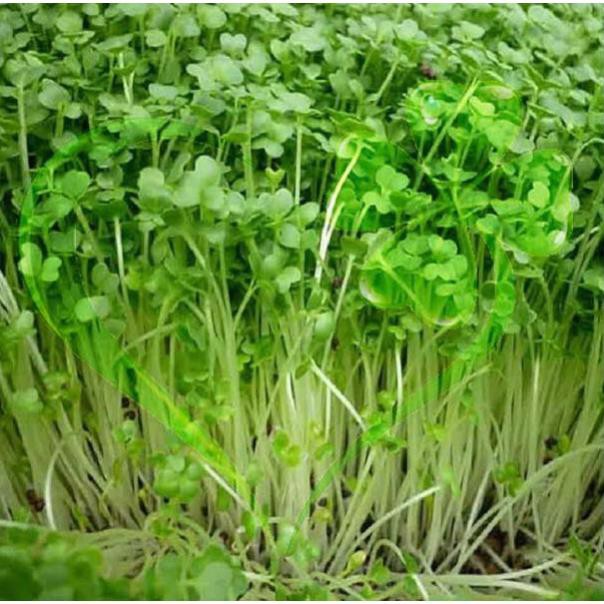 Hạt giống mầm củ cải trắng