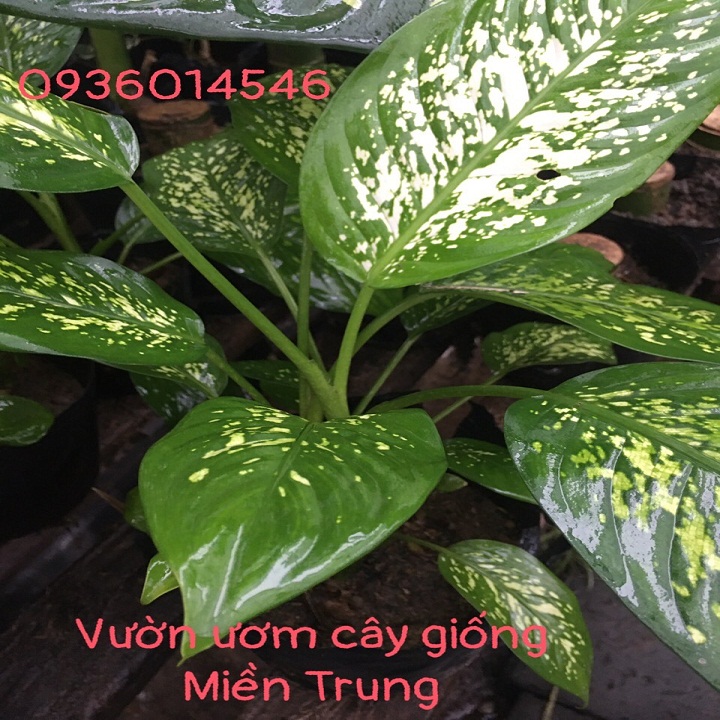 Cây Vạn niên thanh