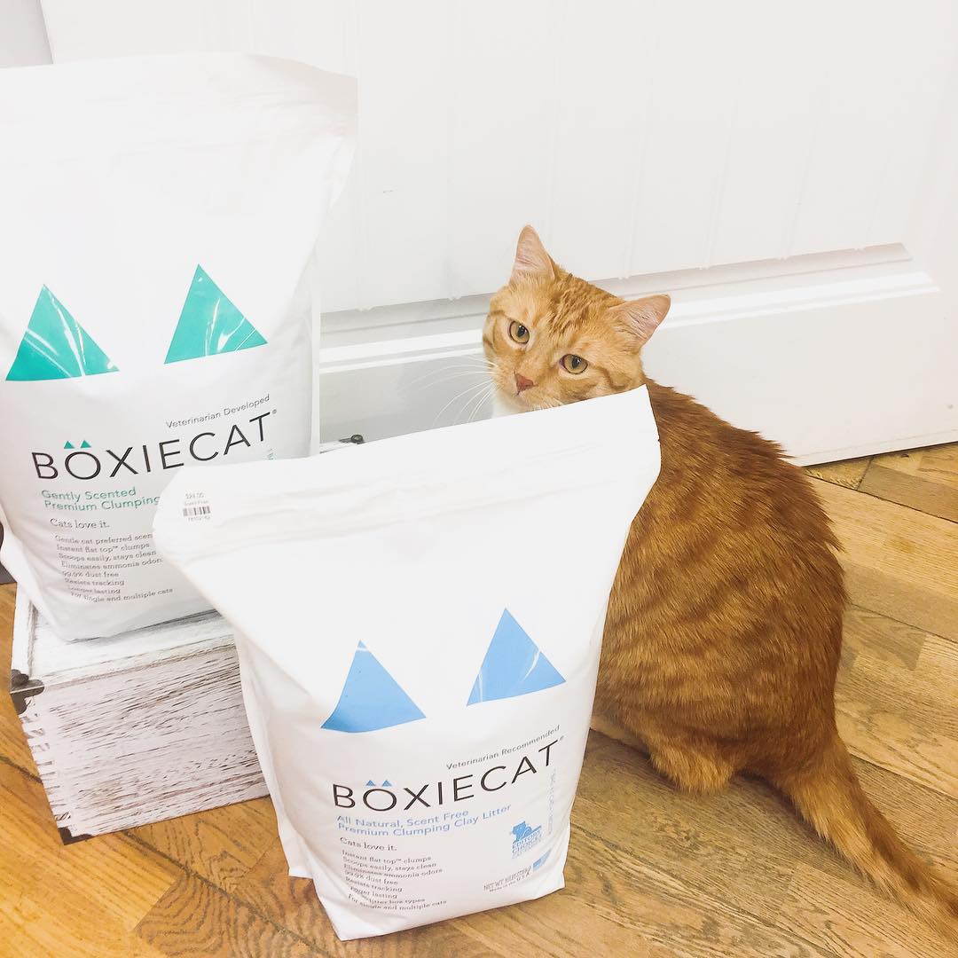 [Hcm] Boxiecat Litter Cat Litter Made in the Us