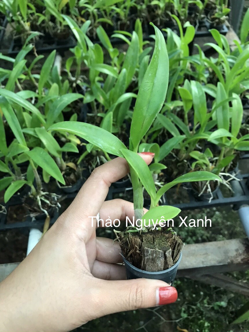 [HCM]Dendro Nắng Bò Tím - cây giống