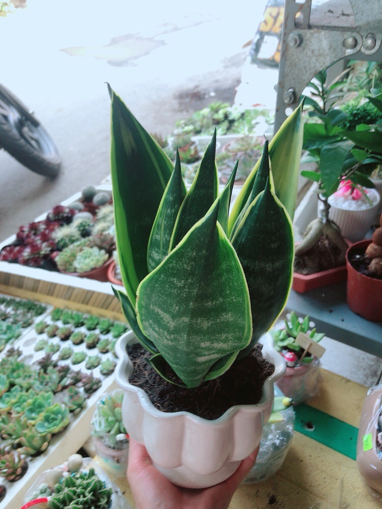 Chậu lưỡi hổ hoàng kim