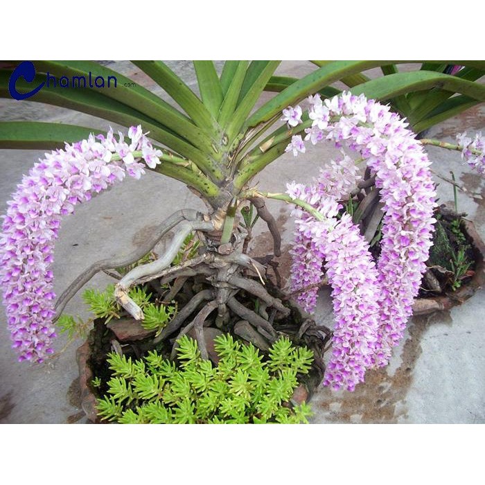 cây giống lan đuôi chồn CGLDC