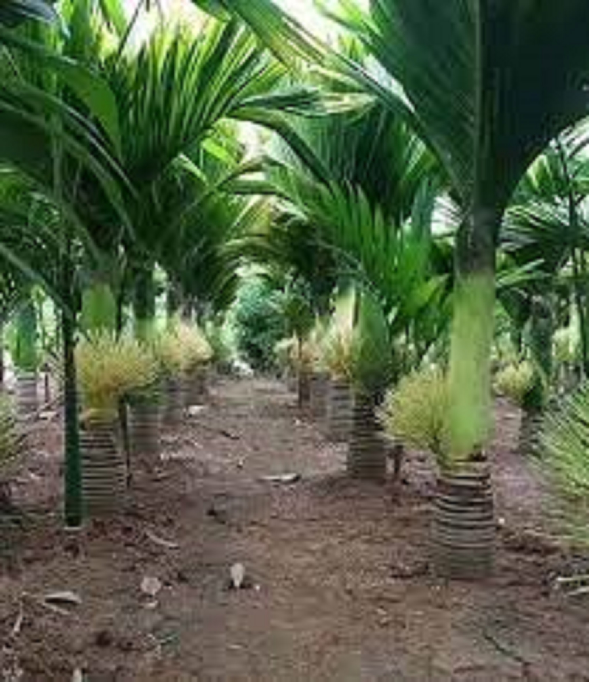 CÂY GIỐNG CAU LÙN TỨ QUÝ [cam kết 100% GIỐNG CHUẨN NHƯ HÌNH ] [ GHN Express ]