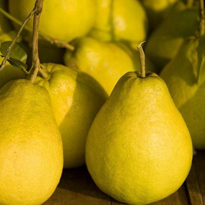 CÂY GIỐNG BƯỞI VÀNG