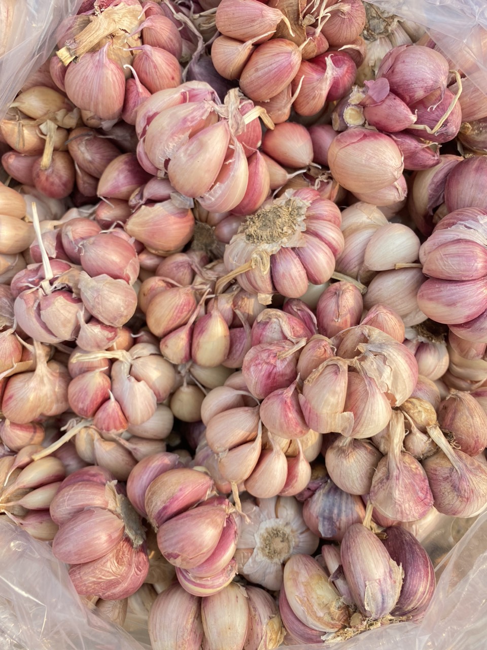 tỏi tím đà lạt loại 1