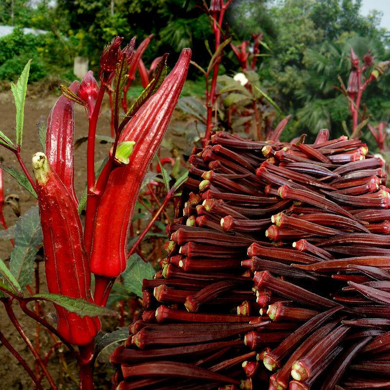 Purple okra seeds - High Quality Seeds