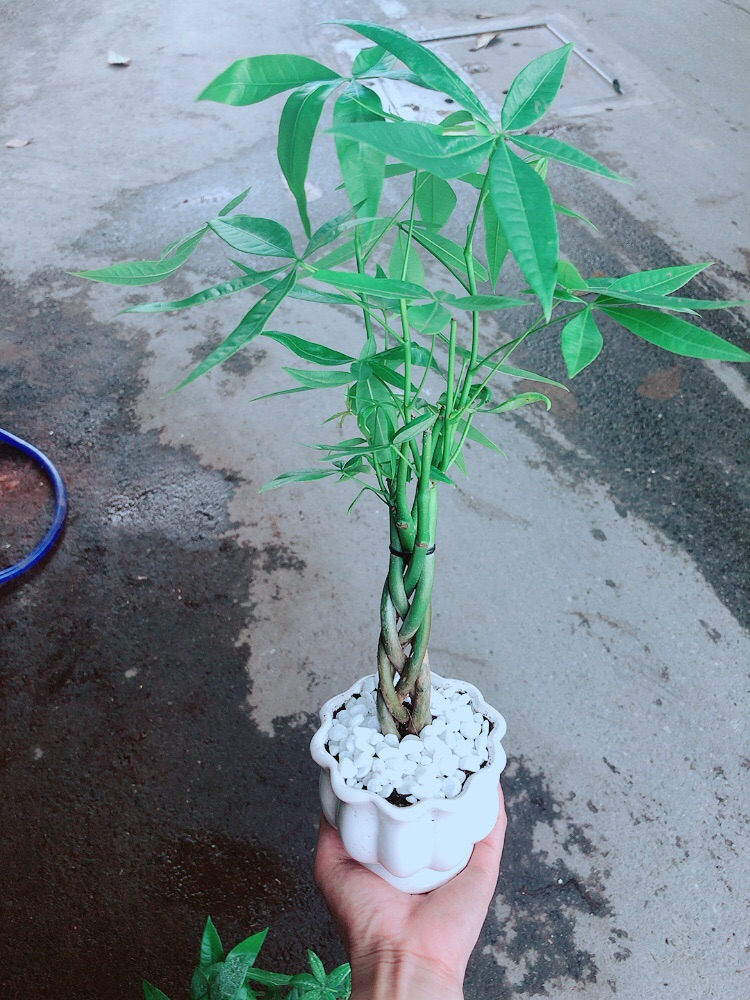 Chậu Kim Ngân