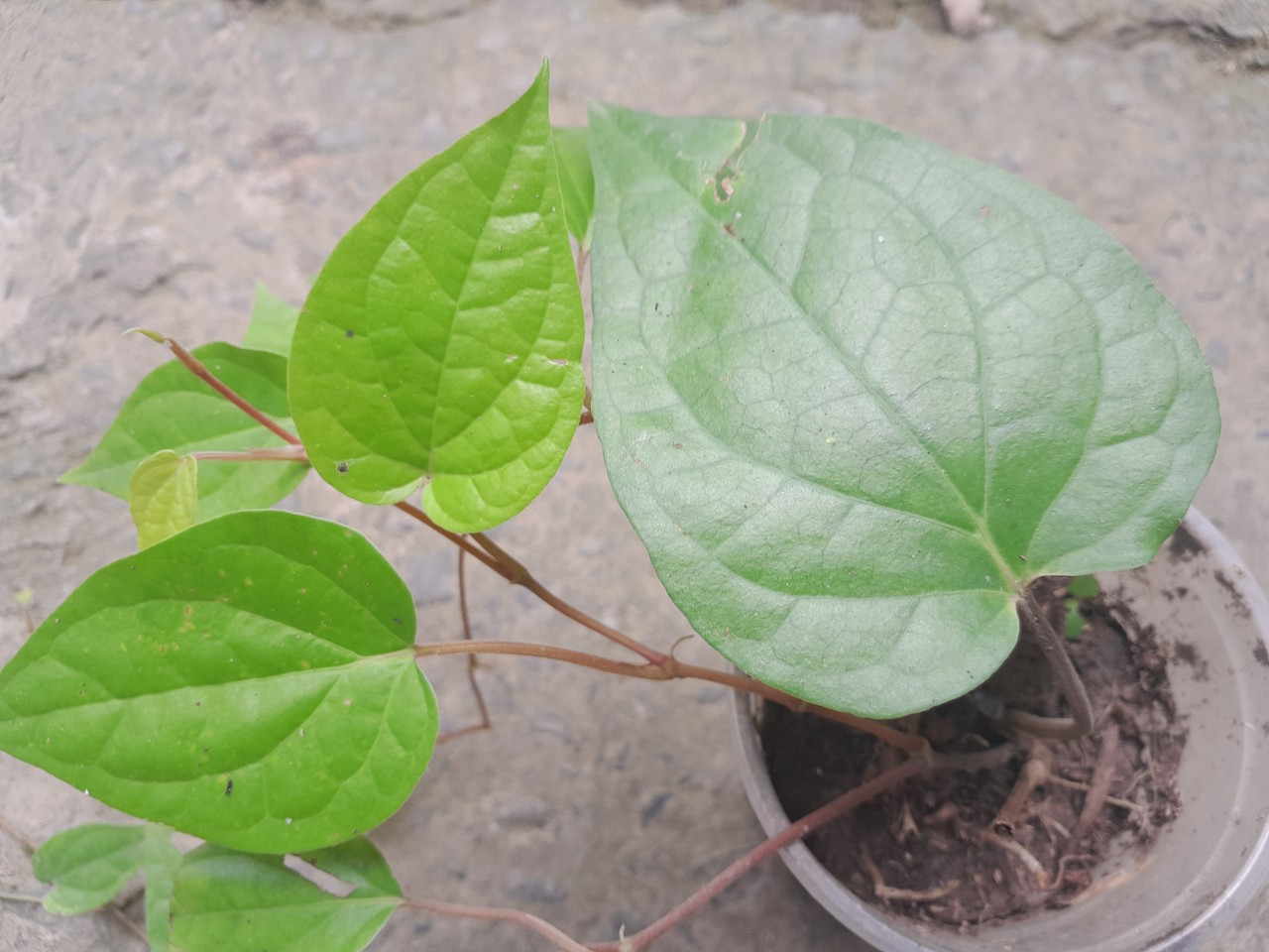 Chậu cây giống lá trầu không ( trầu quế, trầu nhai với cau)
