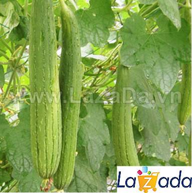 1Gr Hạt Giống Mướp Hương (A1.401| G5*W34*M158)