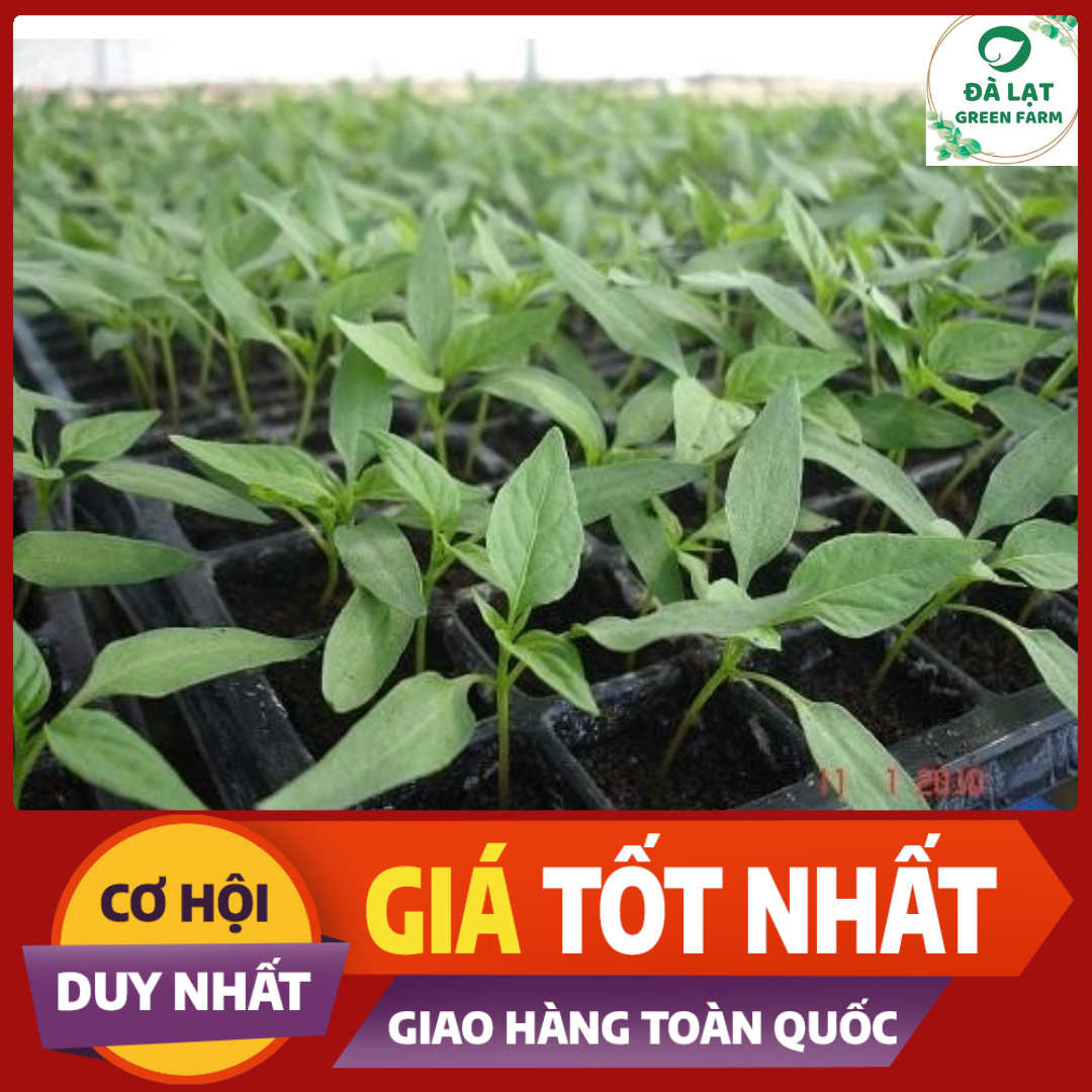 30H_HẠT GIỐNG ỚT HIỂM (SIÊU TRÁI)