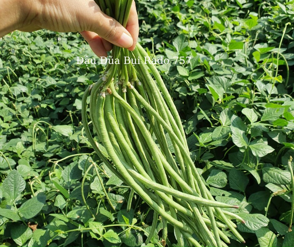 [HCM]Hạt giống Đậu đũa bụi ngọt