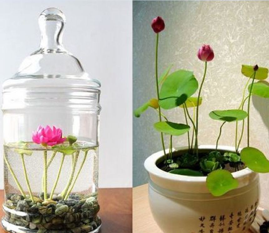 Hạt giống sen mini nhật nhiều màu ( 1 gói 10 hạt ) - VTNT