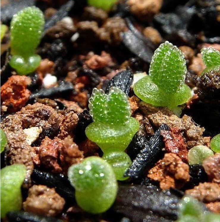 Hạt giống cây tai thỏ nhiều màu ( gói 50 hạt )