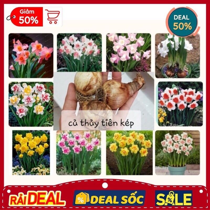 Củ hoa thủy tiên kép sỉ 4k (set 5 củ)