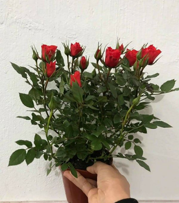 Gốc Hồng Ngoại Rễ Trần
