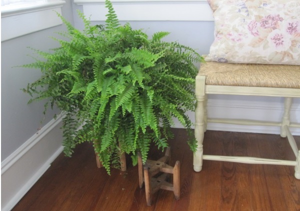 giá gốc - CÂY DƯƠNG XỈ - THE FERN TREE