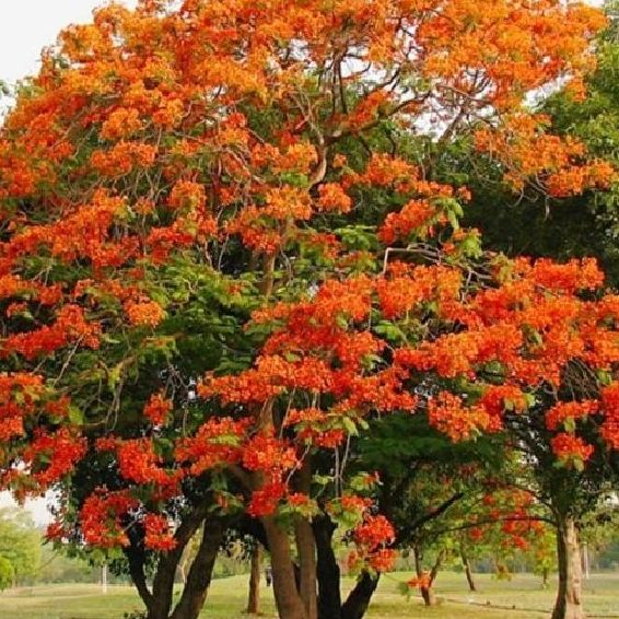 Hạt giống hoa phượng đỏ dể trồng/gói 5 hạt
