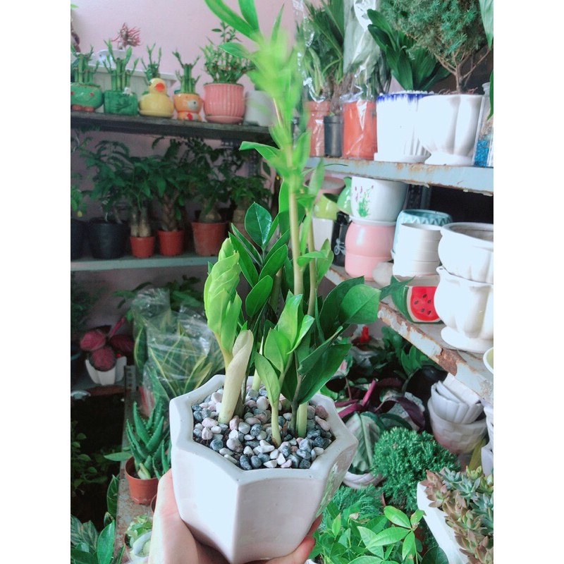 [HCM]Chậu Cây Kim Tiền Thái Mẫu Để Bàn