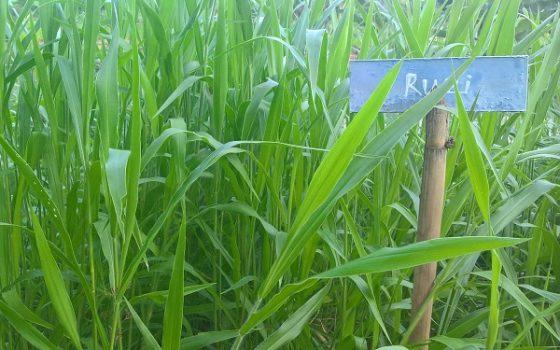 Hạt giống cỏ ruzi cỏ sả chịu giẫm đạp -100gr