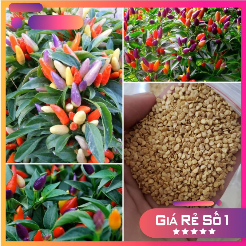 Hạt giống ớt chỉ thiên ngũ sắc - 50 hạt