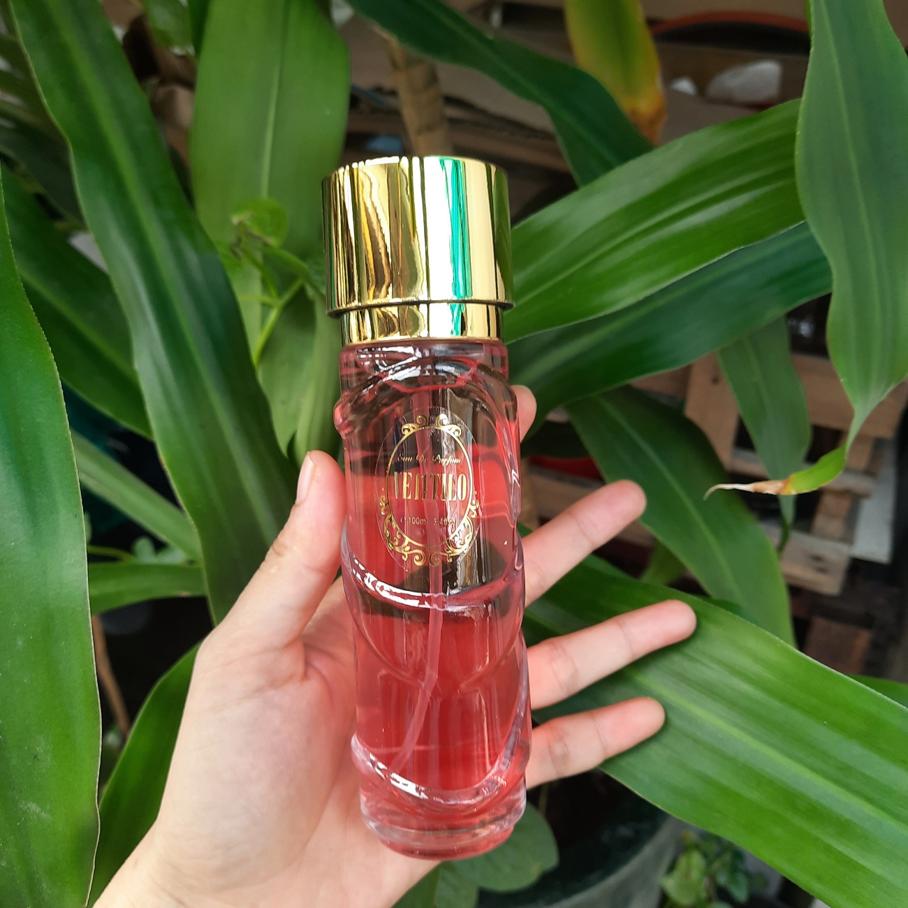 Nước hoa nữ cao cấp ventilo bông hồng lưu hương dai