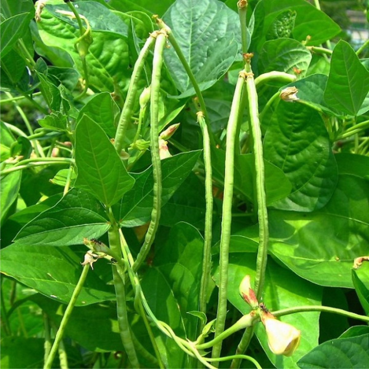 Hạt Giống Đậu Đũa Phú Nông Gói 10g