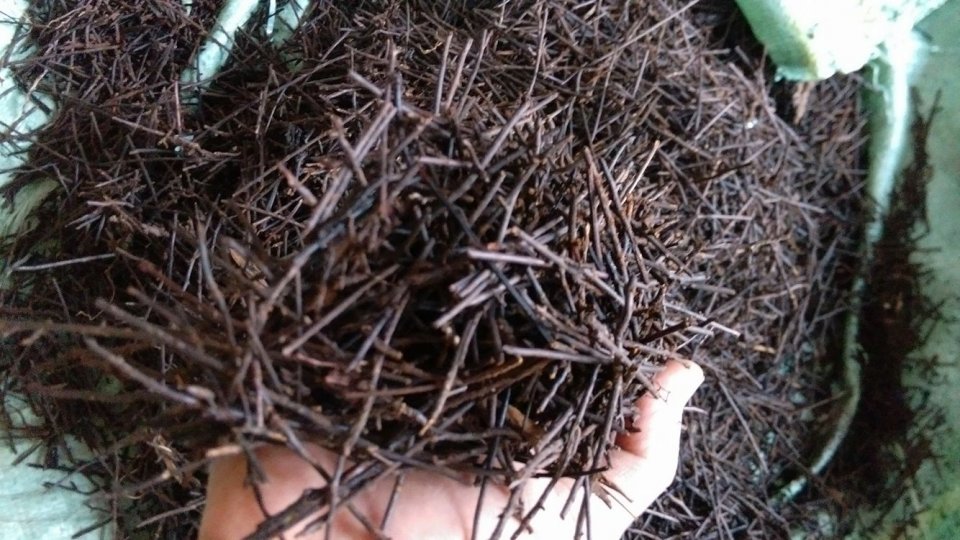 Dớn cọng trồng lan 200gr ( thoáng, giư ẩm tốt, ít mục)
