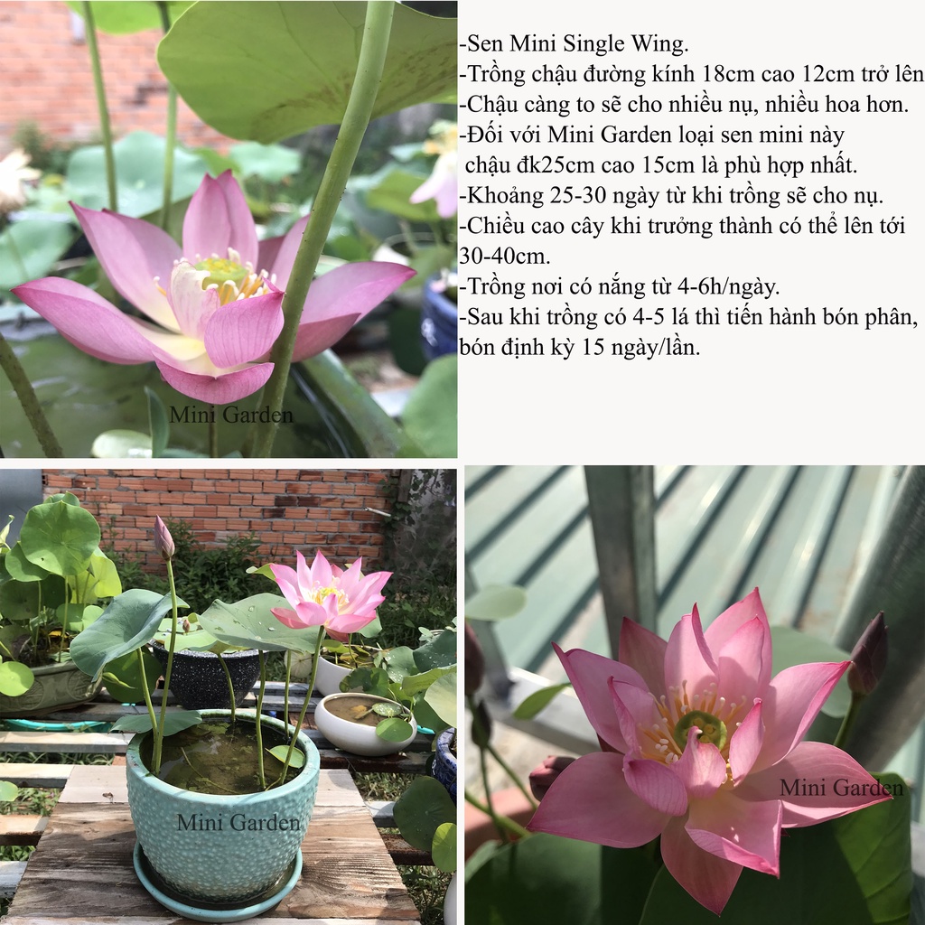 CỦ SEN< NGÓ SEN<<< Củ Giống Hoa Sen Mini Nhật Single Wing