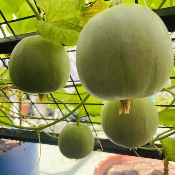 Hạt giống Dưa Lê Popoca (0,5g~35 hạt) trái siêu ngọt, thơm, chắc quả, trồng quanh năm- Hạt giống Rạng Đông