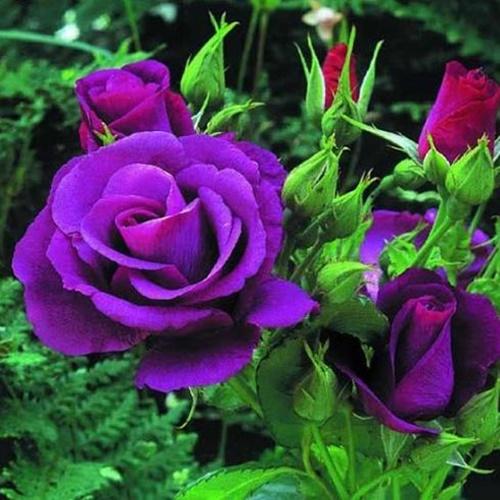 Hạt Giống Hoa Hồng Tím . Túi 10 Hạt Giá Ưu Đãi.