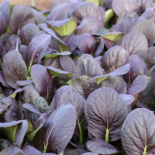 Hạt Giống Rau Cải Chip Đỏ (Gói 2Gram) - Dễ Trồng, Bội Thu