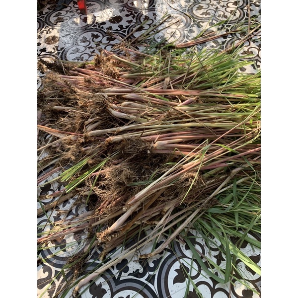 CÂY GIỐNG SẢ TÍM (CITRONELLA) SỨC SỐNG CAO