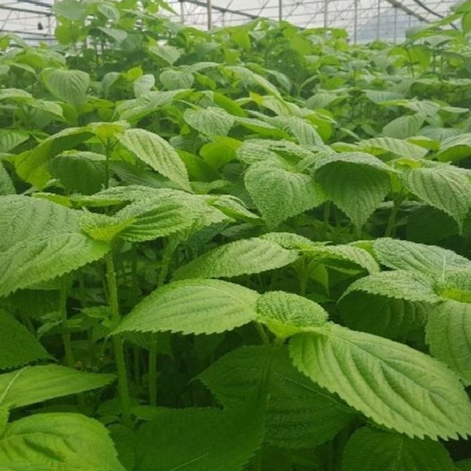 Hạt giống lá mè vừng hàn quốc-gói 1gram