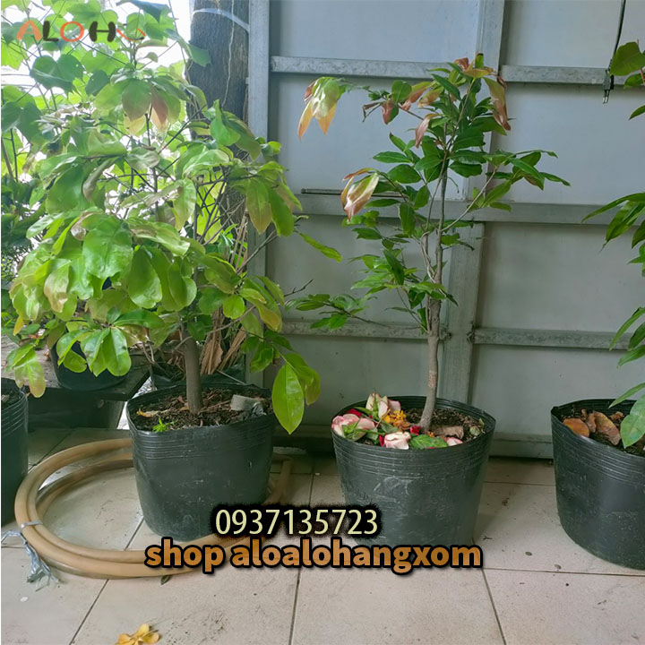 [HCM]cây mai vàng [ mai giảo ] -từ 6-12 cánh