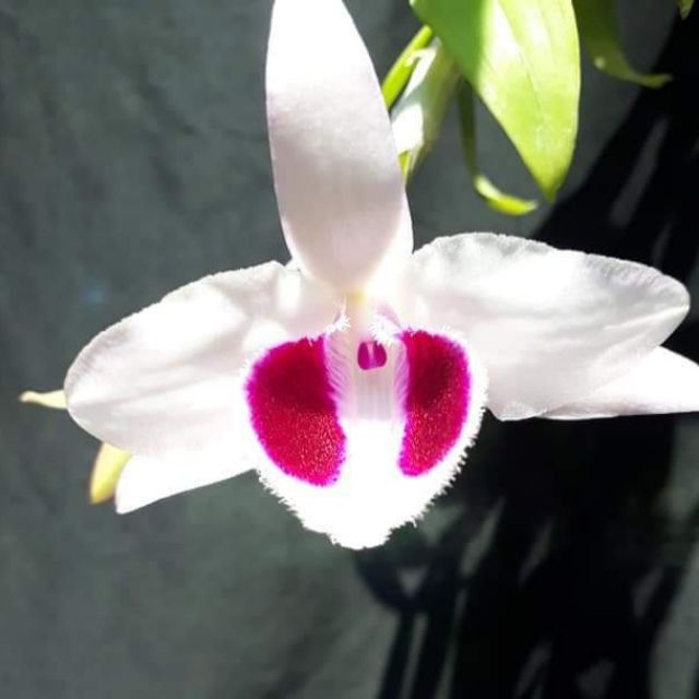 Hoa lan phi điệp mắt đỏ hoà bình