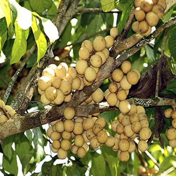 CÂY GIỐNG DÂU DA XANH SIÊU NGỌT ( Cây đẹp cam kết chất lượng )