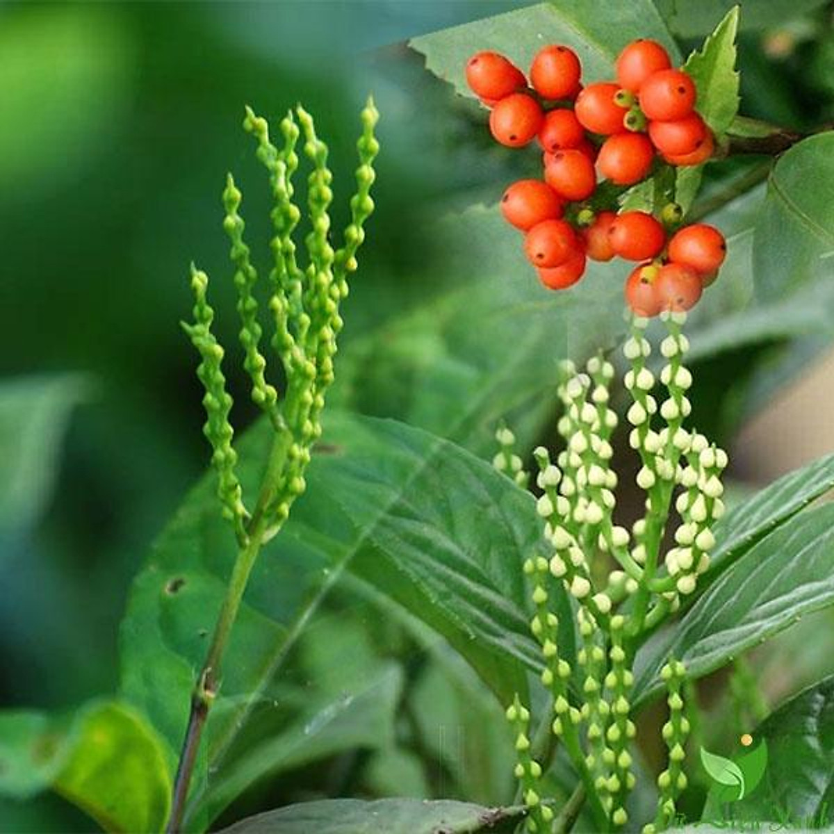 Cây giống cây hoa sói