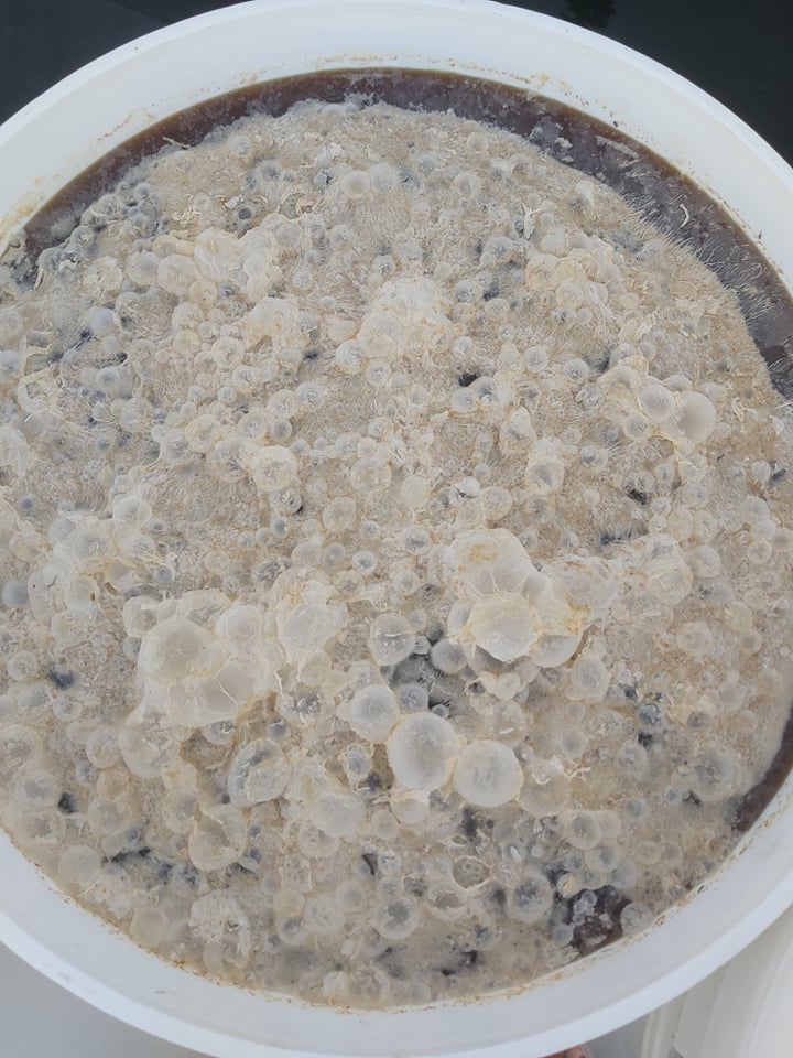 4 CHAI 1LIT EM GỐC CHO TÔM CÁ