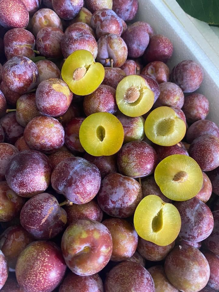 TAO TA NGOT / JUJUBE - Freshfood