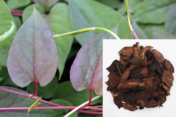 Cao Hà Thủ Ô Đỏ 250 GRAM