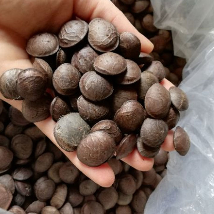500gr hạt sachi ( đã rang chín)