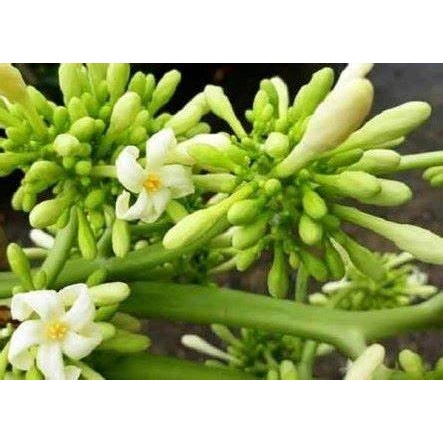 CÂY GIỐNG ĐU ĐỦ ĐỰC SIÊU HOA ( cây có bầu rễ ổn định)