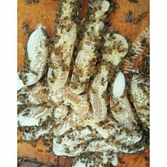Mật ong hoa vải thiều 500g