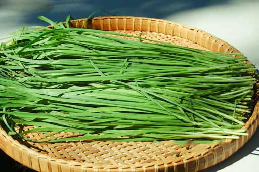 [HCM]Gói 1g hạt giống hẹ cao sản